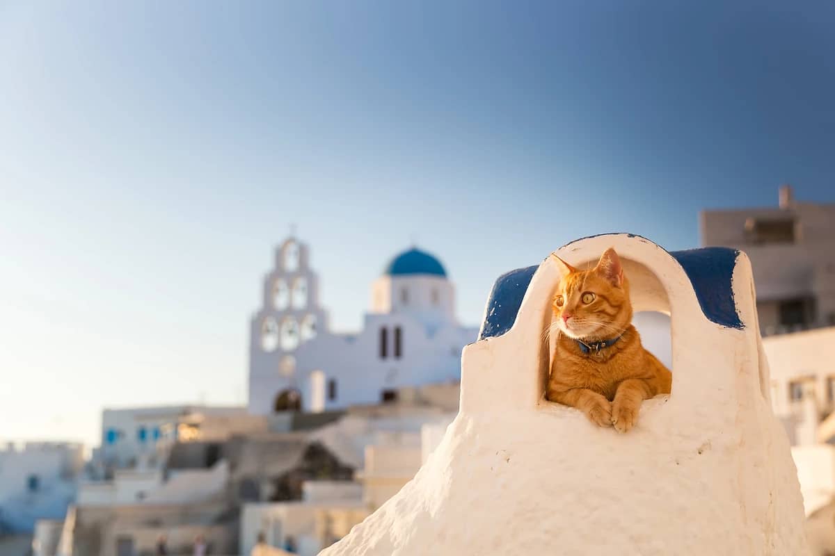 Chat sur le toît d'une maison typique à Santorin, Grèce