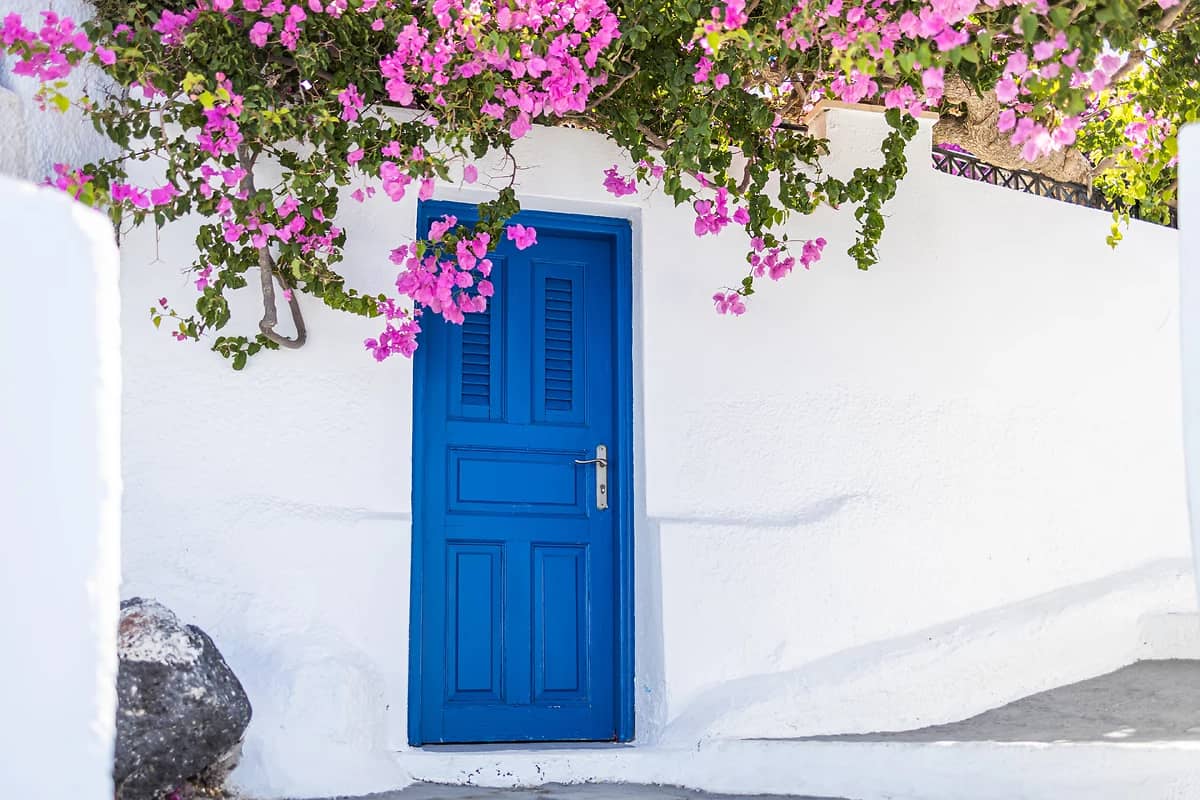 Maison blanche avec une porte bleu et fleurs roses, Santorin, Cyclades, Grèce