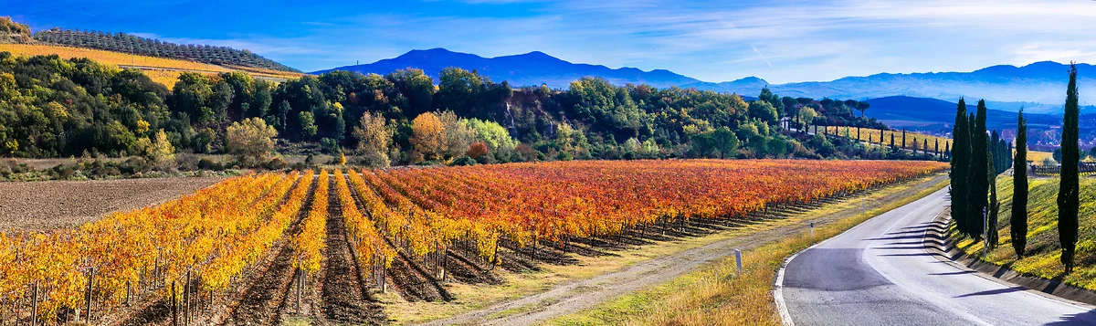 Vignes, Toscane