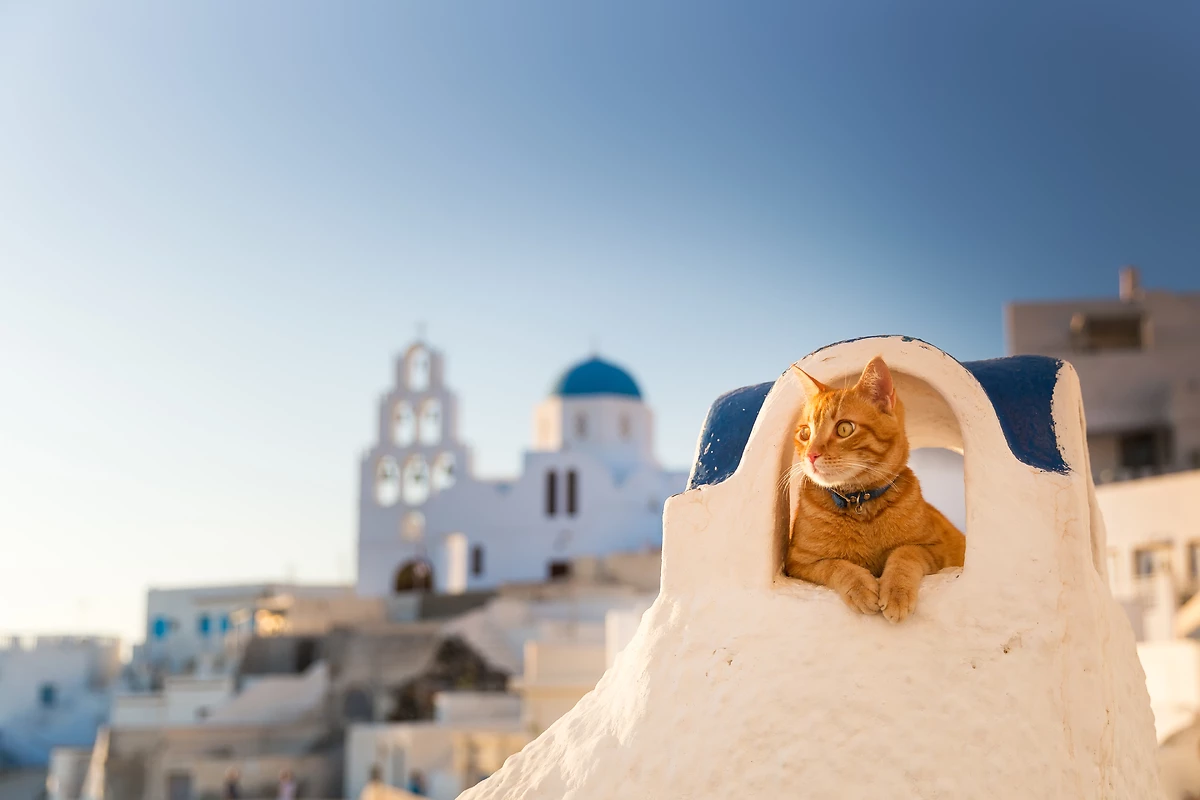 Chat sur le toît d'une maison typique à Santorin, Grèce