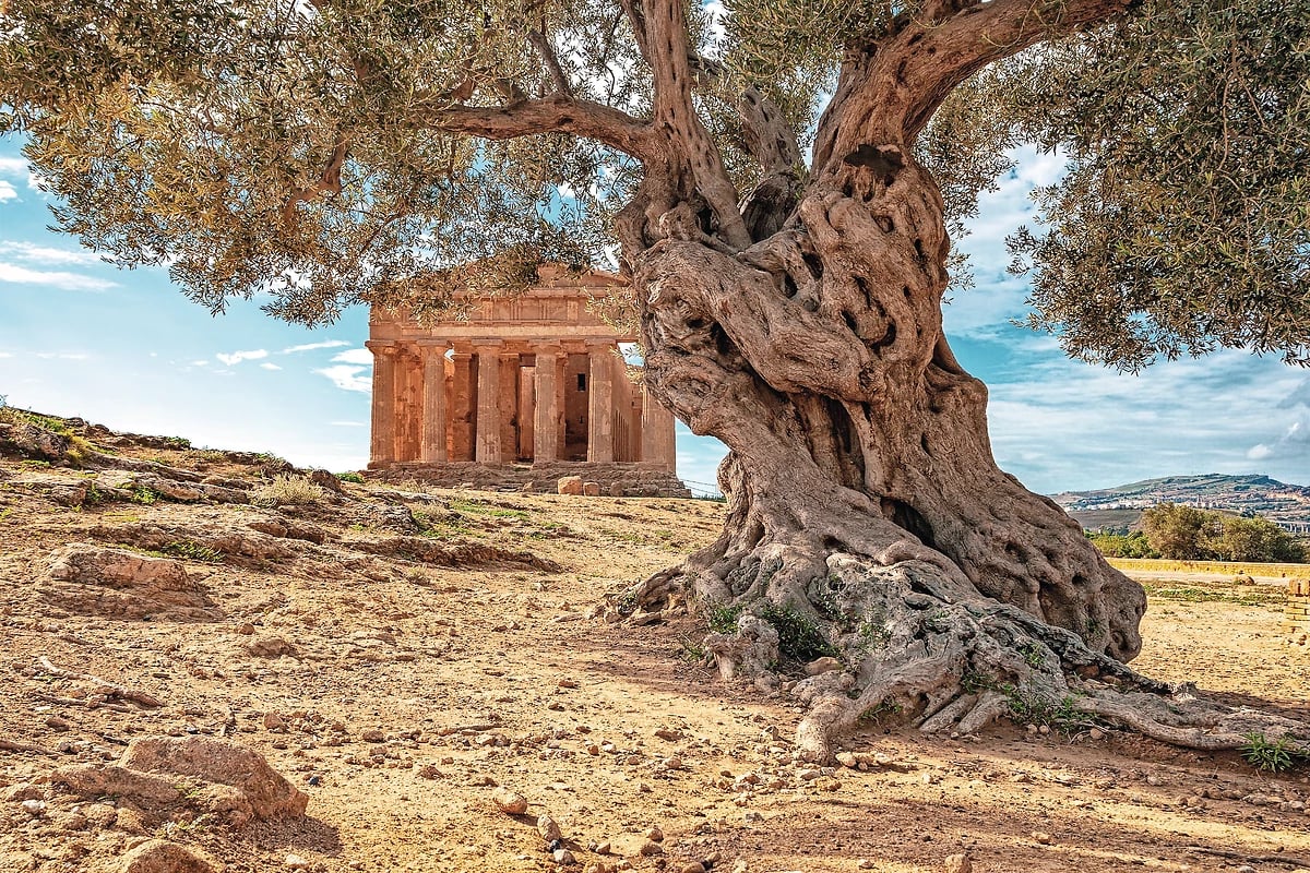 Temple grec, vallée des Temples, Agrigente, Sicile
